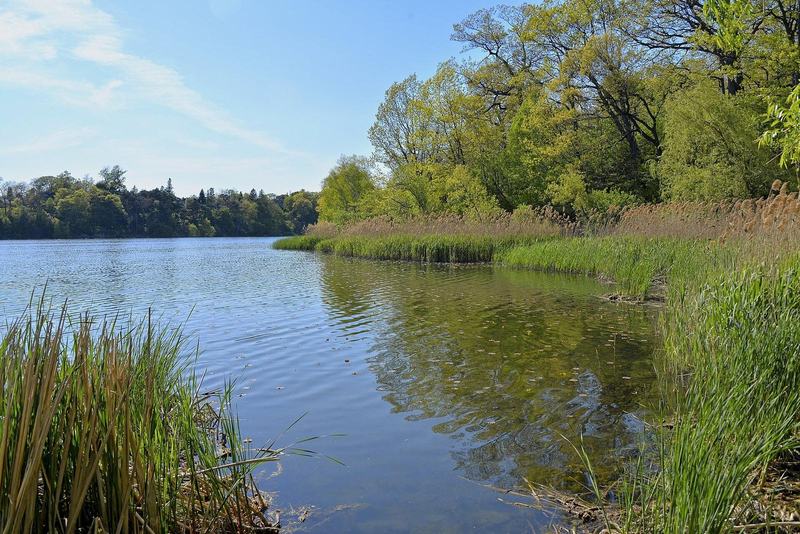 Grenadier Pond in High Park, Toronto, with reeds in the foreground and trees on the far shore
